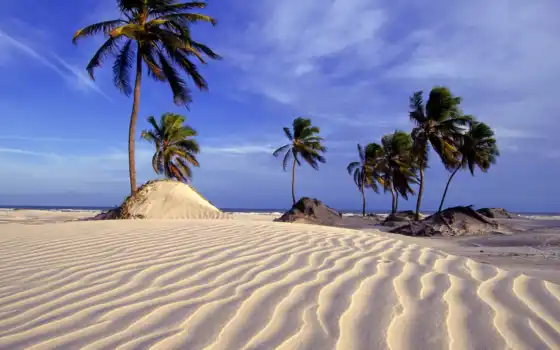 песок, знание, пальма, деревья, сердце, пустыня, море высоко,