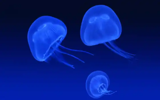 ретро, абстракция, морда, синие, медузы, медузы, полупрозрачные,
