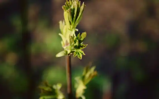 gentian, растение