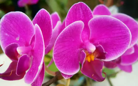 цвет, орхидея, фиолетовый