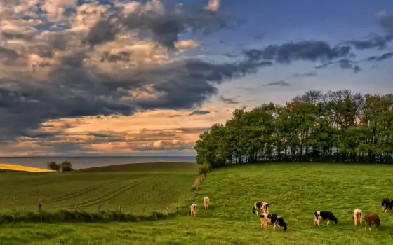 поле, германия, облако, cow, небо, дерево, трава, луг, scenery