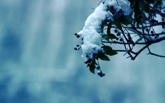 природа, холод, деревья, зима, мороз, снег, дерево, картинка, картинку, 