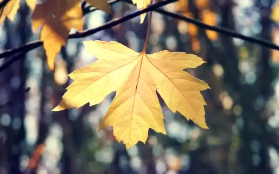 листья, осень, макро, лист, maple, осенние, природа, картинка, 