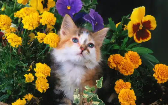 кот, морда, пятнистый, цветы, пушистый, 