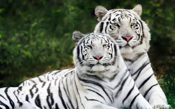 тигр, animal, amur, white, уссурийский, black, tigris, feline, взгляд, fact, wild