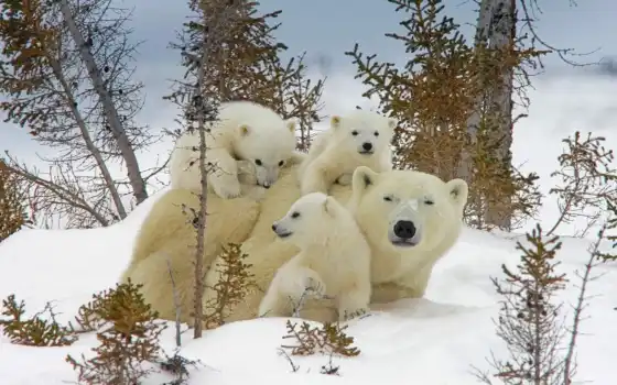 белый, медвежонок, урса, медведь, свинец, животное, медвежонок