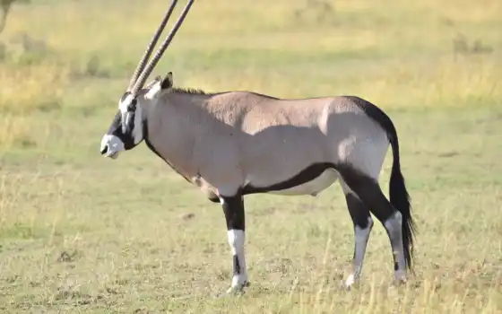 oryx, antelope, dammah, gemsbok, на публике, pixabay