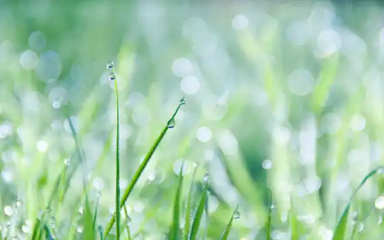 grass, dew, free, drops, download, 