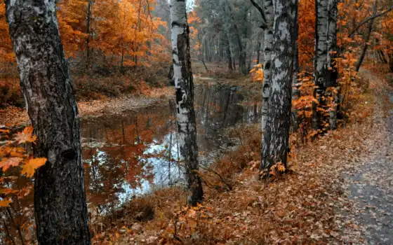 осень, березы, природа, листья, флот, пруд, листопад, 