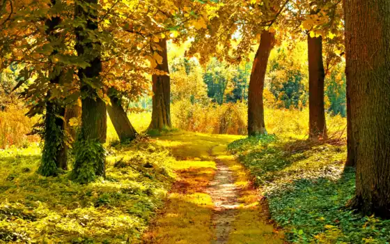 осень, пейзаж, деревянный лес, осенние, натуральные, осенне, деревья, ли принадлежности, день,