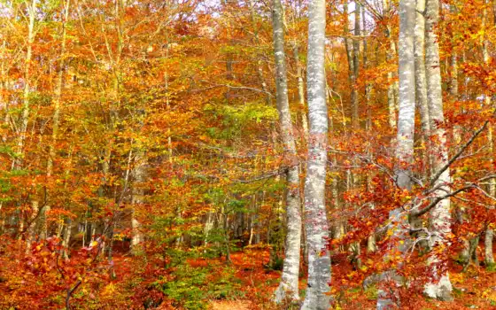 лес, береза, осень, те ремни, окрашенные, леса, леска, леска,