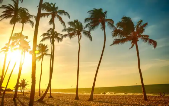 palm, закат, пляж, дерево, tropical, море, dusk, trees, resolution, 