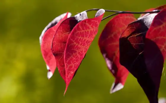 листва, листья, red, природа, красные, макро, осень, branch, trees, телефон, сердце, 