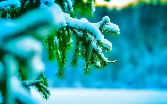 winter, природа, снег, елка, игла, макро, веточка, холод