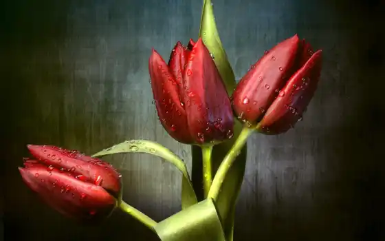тюльпан, цветное, красное, милые трио, лист, лист, капель, униформа, бульон, флора, тюльпан