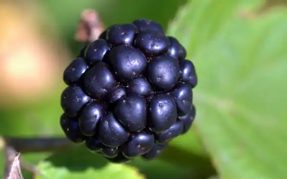 blackberry, ягода