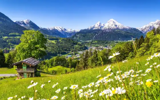 ,, небо, цветок, гора, растение, зеленый, экорегион, дерево, швейцарские Альпы, 