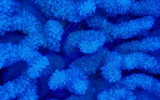 blue, coral, underwater, фон, природа
