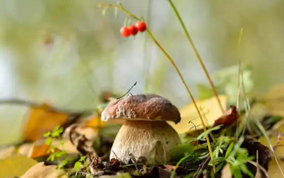 сентябрь, mushroom, осень, природа, лист, лес