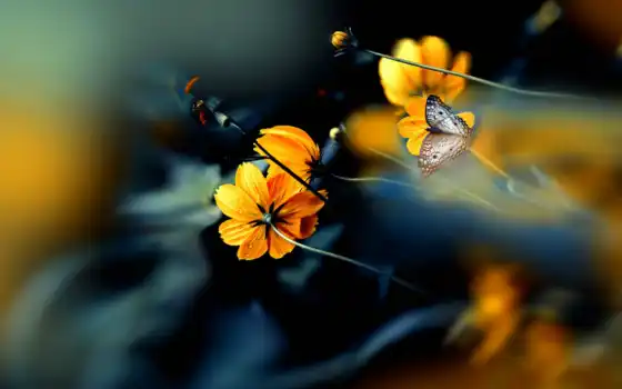 makryi, цветы, бабочка, размытость, drop, добавить, free