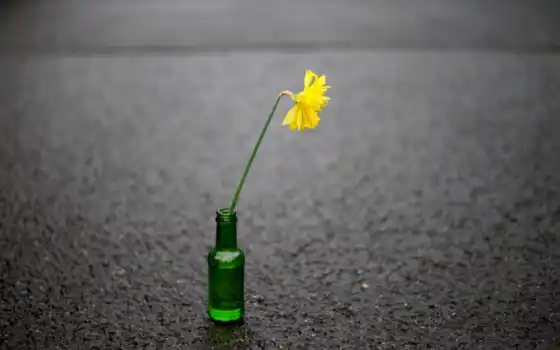 ,цветок, бутылка