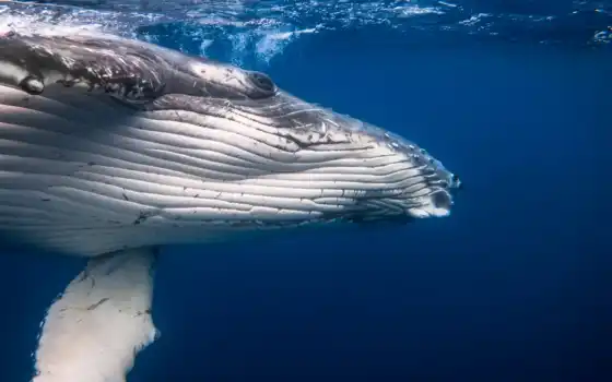 кит, синее, синее, синее, возможно, третье, животное
