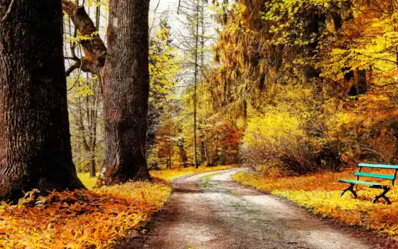 осень, флот, дорога, деревья, природа, 