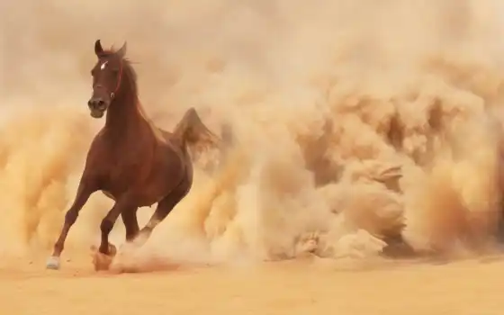 арабское, восхитительные изображения, лошади, бег, картины,