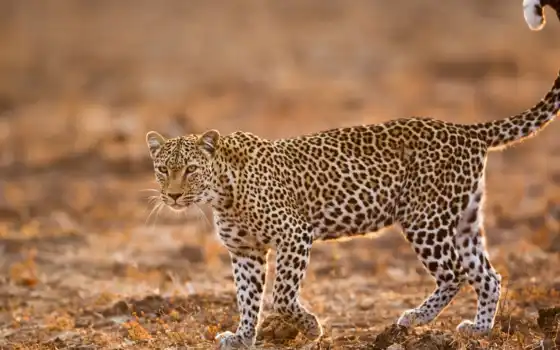 африкан, леопард