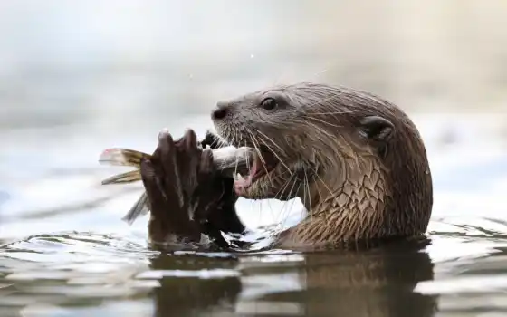 otter, water, река, krasivostus