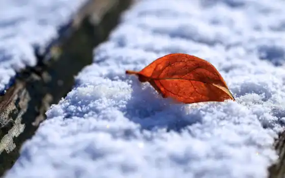 осень, лист, снег, листать