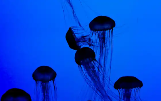 медузы, под водой, темные, грохотные, синие, мир, миро