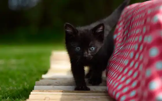 черный, котенок, натуральные, маленькие