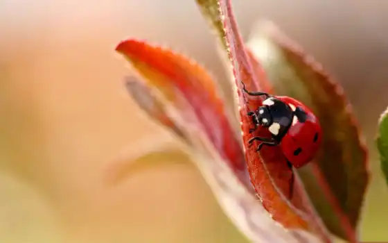 ladybug, божья, коровка, цветок, листок, insect, картинка, картинку, 