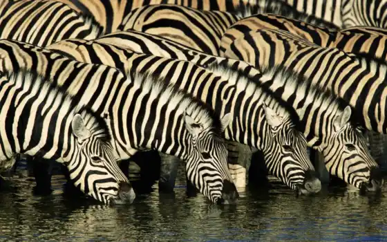 зебры, животные, африка, бесплатно, саванна, зебр, высокий, широкий экран, зебра,