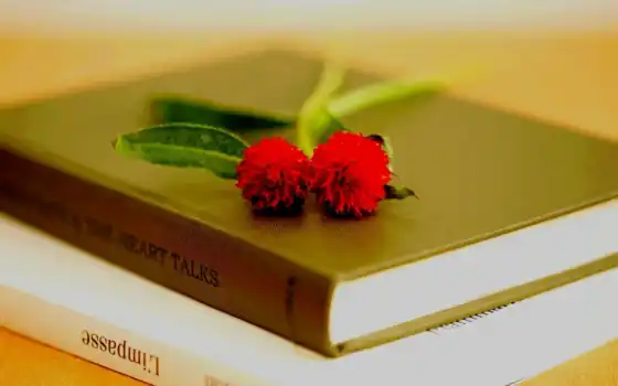 книга, цветы, книги, макро, лепестки, 
