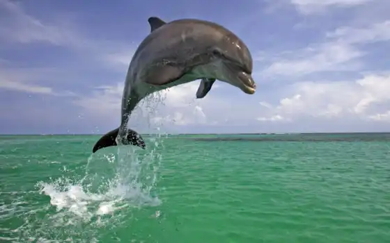 дельфины, моря, 