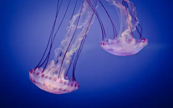 медуз, медуз, медуз, другие,