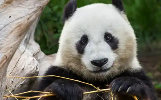 панда, бамбук, китай, биг, бамбук, тума