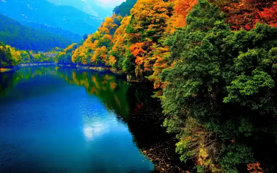 пейзаж, натуральные, дерево, лес, лес, осень, загадка, жизнь, озеро