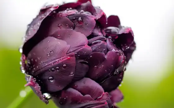 макро, тюльпан, цветы, бутон, капли, purple, 