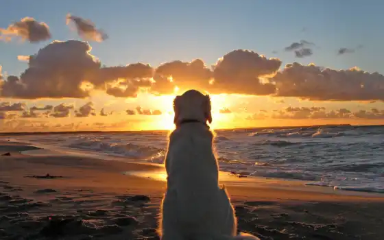 берегу, моря, закат, смотрит, солнца, собака, сидит, море, 