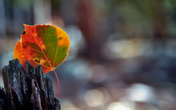 осень, лист, розы, макро, devushki, блики, боке, dry, природа, листва, 
