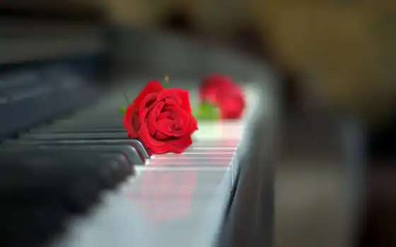 фортепиано, роза