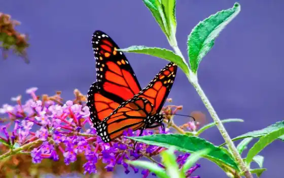 бабочка, монарх