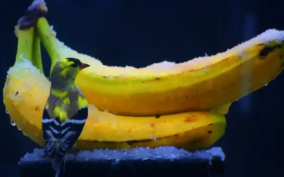 банан, тишина, сон, смешно