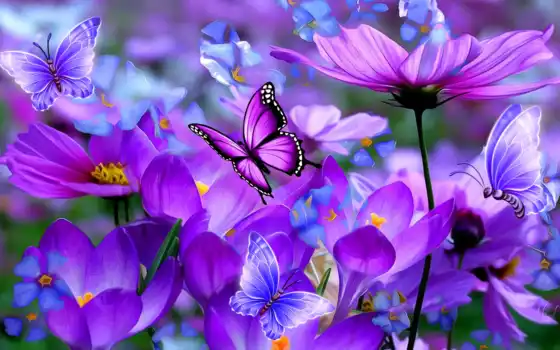 цветы, фиолетовый, бабочка, космо