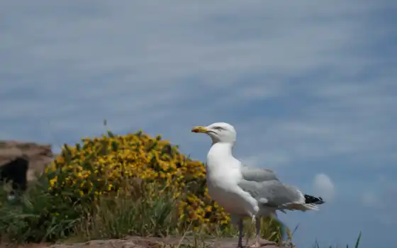 seagull, 