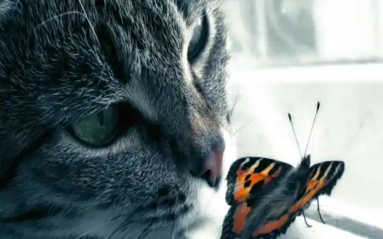 кот, бабочка