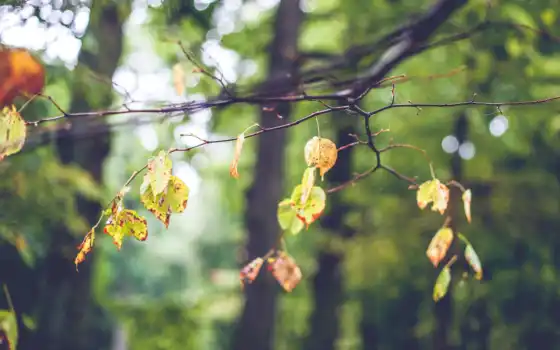листья, ветка, дерево, размытость, боке, настроение, картинка, осень, 